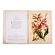 thumbnail image 3 of Maravillas De La Botanica Editorial Lexus Tapa Dura, 3 of 4