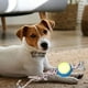 thumbnail image 3 of Set 4 Juguetes De Cuerda Pelota Divertido Mascota Perros Lau, 3 of 3