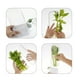thumbnail image 5 of Envase Conservador de Hierbas Cilantro Perejil Refrigerador, 5 of 5