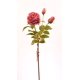 thumbnail image 1 of Rosa Rosada Oscura 59 Cm, 1 of 2