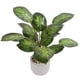 thumbnail image 1 of Rohdea Japonica En Macetero 42 Cm, 1 of 3