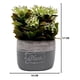 thumbnail image 3 of Planta Artificial Macetero Cerámica Vintage Plants Cubo blanco, 3 of 3