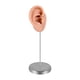 thumbnail image 4 of Modelo de oído de silicona maniquí Mannequin de oído falso joyería de joyas de pendientes de pendientes para exhibición de fotografía minoristas que Bien, 4 of 5