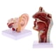 thumbnail image 1 of Paquete De 2 Modelos De órganos Humanos, Cavidad Oral Nasal, Garganta Y Oído Con Base, 1 of 5