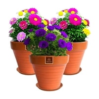 Mestiza - Set De 3 Maceta Kony 19Cm Terra Mandarina Y Sus Platos