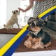 thumbnail image 3 of Felpudo para perros Muddy Mat®, microfibra altamente absorbente, paquete de 3, 3 of 4