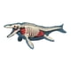 thumbnail image 1 of Modelo De Cuerpo Animal Para El Aprendizaje, Material Didáctico Para Niños Que Estudian En Casa (3106), 1 of 5