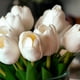thumbnail image 3 of Tulipanes Blancos en Cilinro de Vidrio 23 cm, 3 of 3