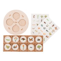 Bothyi - Niños Montessori Ciclo De Vida Bandeja Educativa Proyecto Escolar Tarjetas Flash