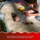 thumbnail image 4 of Alfombra de Vellón Médico US Sheepskin Doble Grande, 4 of 5