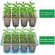 thumbnail image 2 of Bandeja Germinadora Bonviee 10 Unid Tapa Alta 120 Celdas, 2 of 3