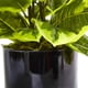 thumbnail image 3 of Planta de caucho artificial casi natural con cilindro brillante, 3 of 5