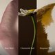 thumbnail image 4 of Hidrosol facial Aesop Hidratación Inmediata 50 ml Rosa y Bergamota, 4 of 8