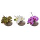 thumbnail image 1 of Arreglo artificial de orquídea Phalaenopsis casi natural, 7 cm, 1 of 6
