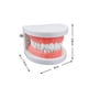 thumbnail image 3 of Modelo de dientes estándar, material didáctico para niños y adultos, modelo de demostración de tipodonte estándar (sin muelas del juicio), 3 of 7