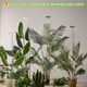 thumbnail image 5 of Luz de Crecimiento para Plantas yadoker LED Espectro Completo Ajustable Paquete de 2, 5 of 6