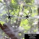thumbnail image 1 of Set, Halloween Decorations Artificial Spider Web Super Stretch Cobwebs With Fake Spiders Scary Party Scene Decor Horror House Props, Halloween Decor, Halloween Supplies, 1 of 3