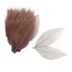 thumbnail image 5 of Set 100 Hojas de Esqueleto Magnolia Natural Fiocias Café, 5 of 5