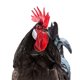 thumbnail image 1 of Rooster Collar My Pet Chicken sin cuervos reduce el fuerte canto, 1 of 3