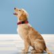 thumbnail image 2 of Collar para perro PWOD talla M rojo reflectante con acolchado de neopreno, 2 of 6