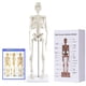 thumbnail image 1 of Modelo de esqueleto humano, breesky, 43 cm, con brazos y piernas móviles, 1 of 6