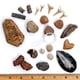 thumbnail image 1 of Kit de colección Fossil Dancing Bear con 12 especímenes fósiles, 1 of 9
