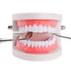 thumbnail image 2 of Modelo de dientes estándar, material didáctico para niños y adultos, modelo de demostración de tipodonte estándar (sin muelas del juicio), 2 of 7