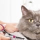 thumbnail image 3 of Set De Tijeras Profesionales De Aseo Para Mascotas, 3 of 3