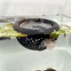 thumbnail image 1 of Estampado 3D PLA negro en forma de cueva de peces betta para acuarios, cueva HOZOE, 1 of 6