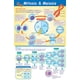 thumbnail image 1 of Póster NewPath Learning Mitosis y meiosis 23x35 cm, 1 of 4