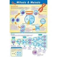 Póster Newpath Learning Mitosis Y Meiosis 23X35 Cm