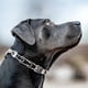 thumbnail image 5 of Collar de adiestramiento para perros Herm Sprenger ClicLock de acero inoxidable, 5 of 6