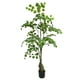 thumbnail image 1 of Planta Decorativa Arbol De Eucalipto 150cm, 1 of 3