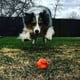 thumbnail image 2 of Pelota para perros y juguete para masticar SodaPup Crazy Bounce, goma duradera, 2 of 7