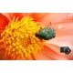 thumbnail image 5 of Lente macro Raynox DCR-150 Snap-On para filtro frontal de 49 mm, 5 of 6