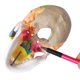 thumbnail image 4 of Modelo de Cráneo Merinden a Tamaño Real de 3 Partes - Anatomía, 4 of 8