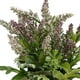 thumbnail image 3 of Lavanda En Macetero Blanco 29 Cm, 3 of 3