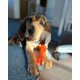 thumbnail image 2 of Congelador masticable Chew Toy Nylabone Puppy para cachorros en proceso de dentición, 2 of 9