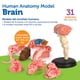 thumbnail image 3 of Modelo cerebral de recursos de aprendizaje Learning Resources, 3 of 3