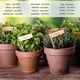 thumbnail image 2 of Pack Semillas Hierbas Seed Needs 12 Variedades No GMO Hidropanico, 2 of 3