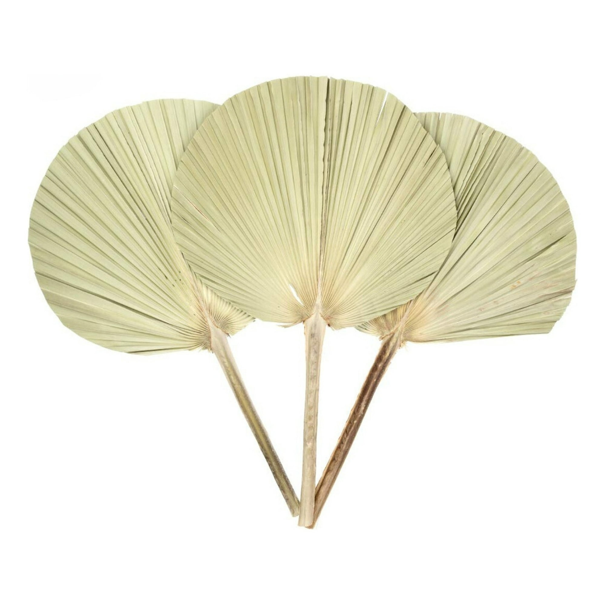 Genérico - Set 3 Abanico Chino Hoja Palma Decoracion Estilo Bohemio Lau