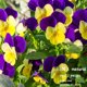thumbnail image 4 of Flores Secas PureHabitat 60 unidades 10 colores Viola, 4 of 7