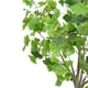 thumbnail image 3 of Ginkgo 121 Cm, 3 of 4