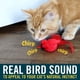 thumbnail image 2 of Juguete para gatos OurPets Play-N-Squeak Real Birds con hierba gatera y sonido, 2 of 4