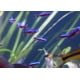 thumbnail image 4 of Estabilizador para peceras Seachem Stability, 500 ml, para agua dulce y marina, 4 of 4