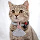 thumbnail image 3 of Collar Para Gatos Cascabel Accesorio Decorativo Para Mascota, 3 of 3