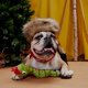 thumbnail image 2 of Juguete masticable para mascotas Bark Snake Plush, 2 of 4