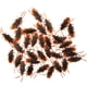thumbnail image 4 of 100 Piezas De Cucarachas Falsas Juguetes Divertidos Pp Roach Para Halloween Navidad Vacaciones, 4 of 5