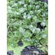 thumbnail image 2 of Plantas Acuáticas Jacintos de Agua, Naturales para Estanques y Fuentes, 2 of 5