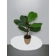 thumbnail image 3 of Árbol Ficus Lyrata 50cm Artificial, 3 of 3